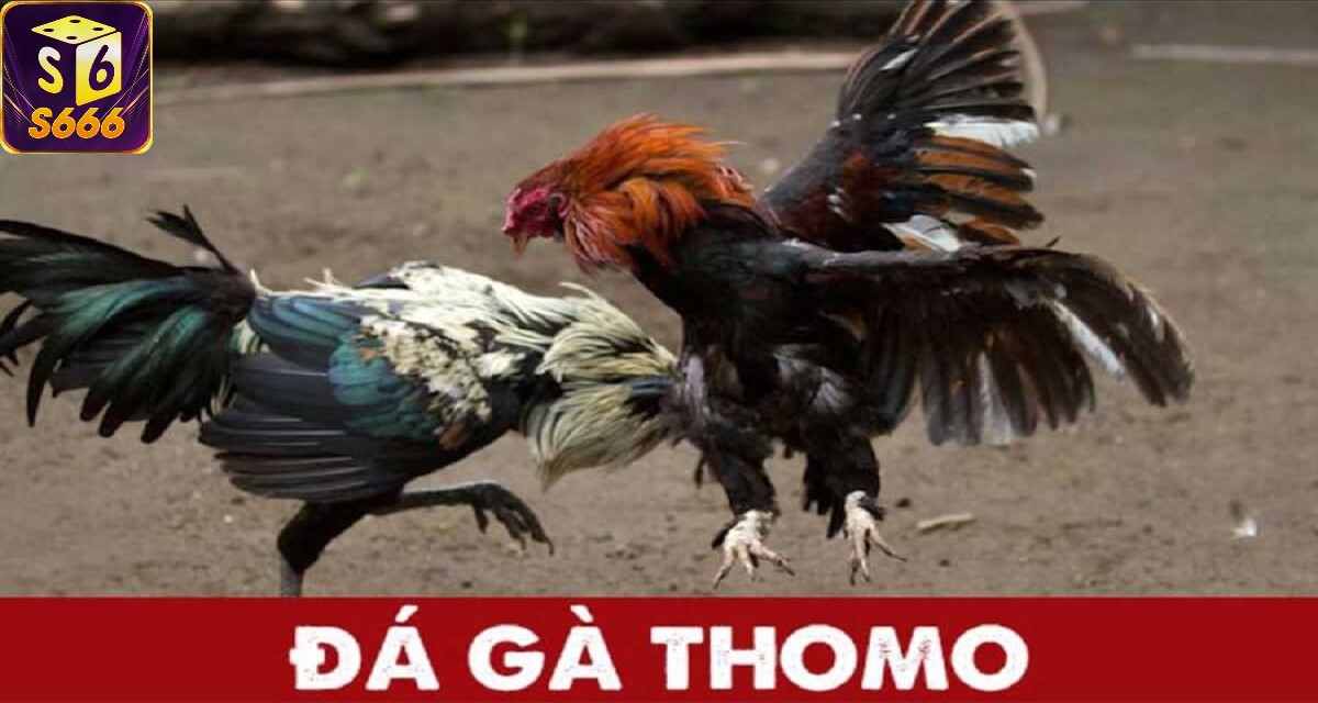 S666: Nhà cái uy tín hàng đầu cho cá cược đá gà Thomo