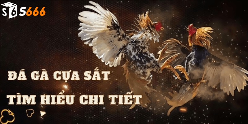 Giới thiệu về đá gà cựa sắt S666