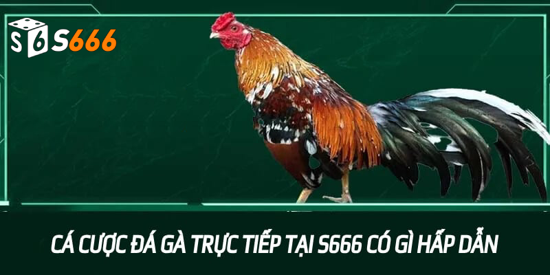 Kèo đá gà trực tiếp là gì?